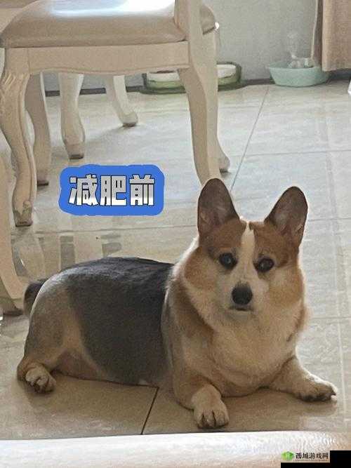 日本 MINDUP 狗与普通版对比:差异惊人