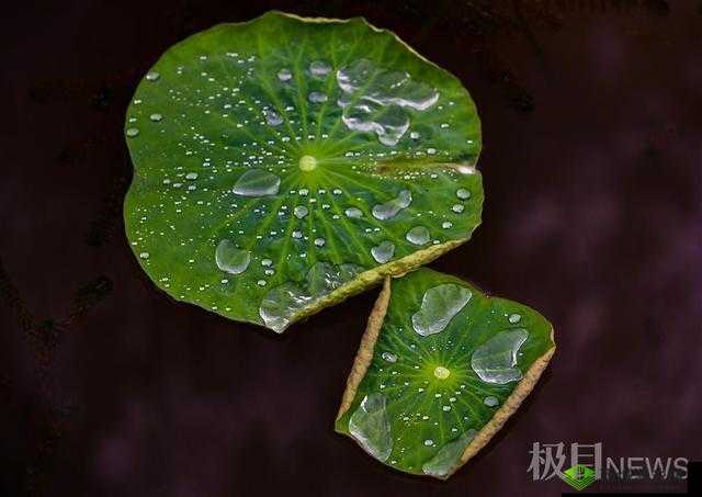 老人船上弄雨荷和普通版对比：差异分析
