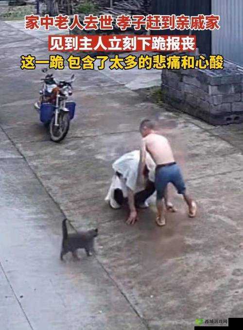 跪着主人走到面前应该怎么办:应对策略与恰当反应方式探讨