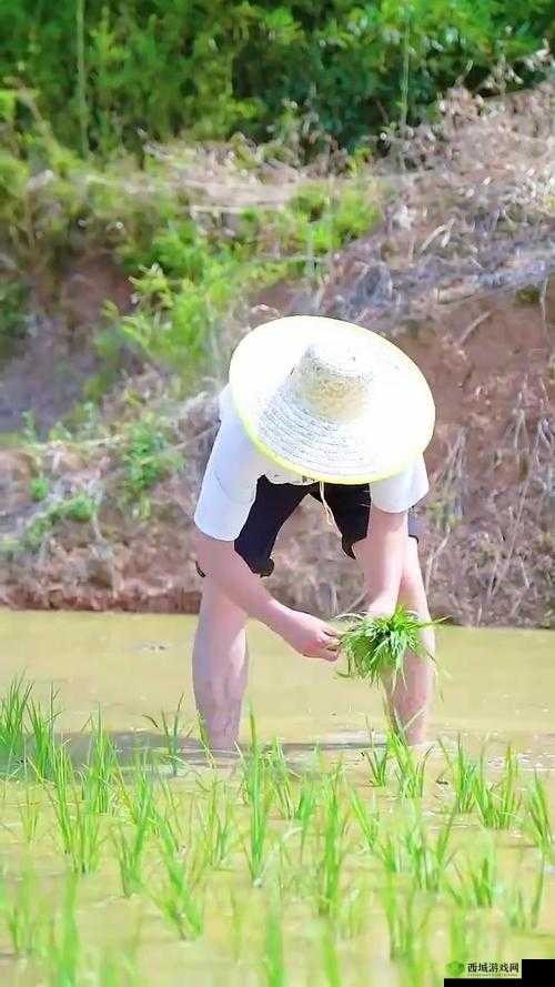 情侣之间插秧的图片:记录爱情与劳动的美好瞬间